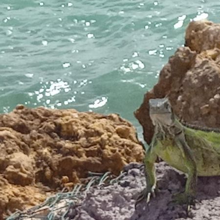 Les Pieds Dans L'Eau Chez Syl Daire Le Moule Dış mekan fotoğraf