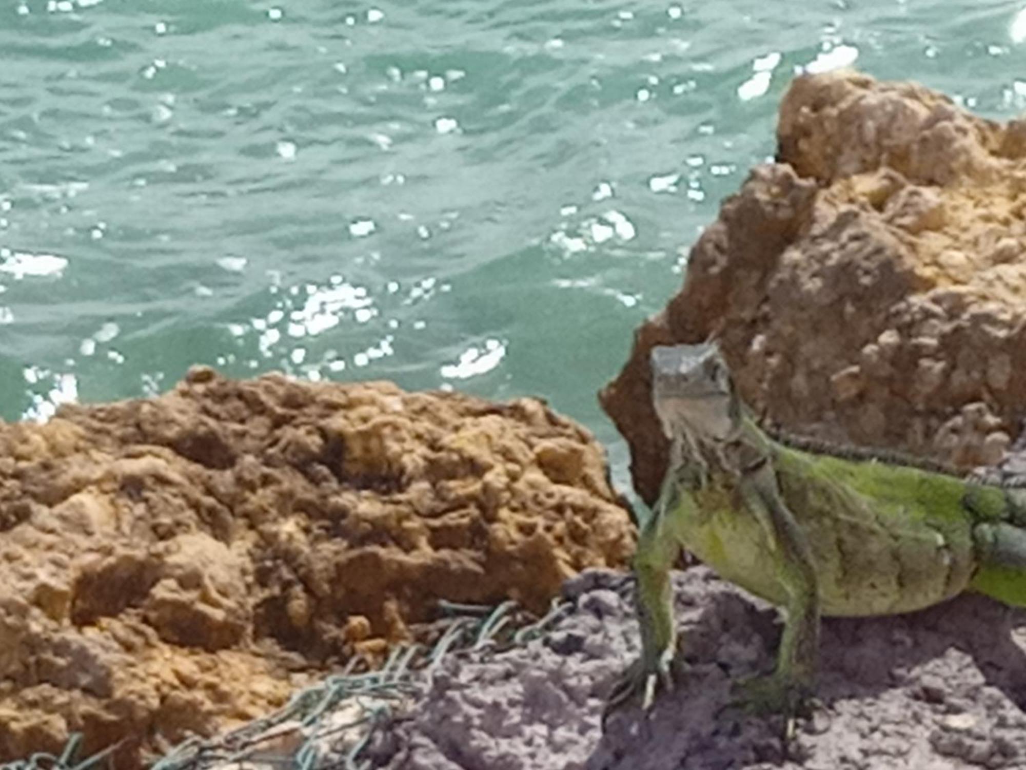 Les Pieds Dans L'Eau Chez Syl Daire Le Moule Dış mekan fotoğraf